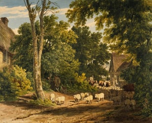 sheep in a rural landscape
