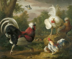 fowl fighting